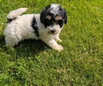 Small #13 Poovanese