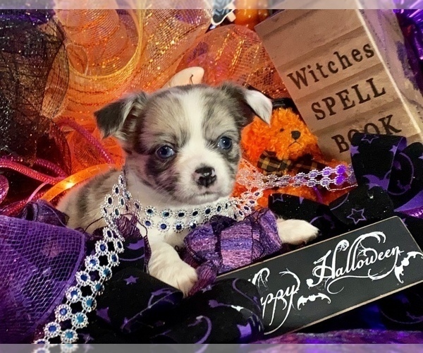 Medium Photo #17 Bullhuahua-Chihuahua Mix Puppy For Sale in RAWSONVILLE, MI, USA