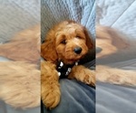 Small Photo #2 Aussiedoodle Miniature  Puppy For Sale in OTTAWA, OH, USA