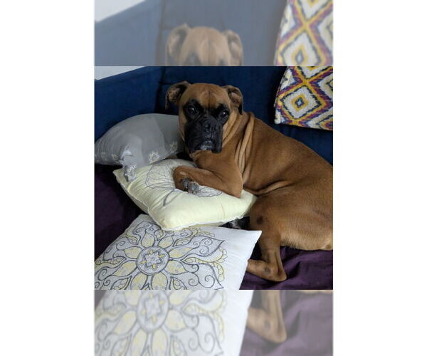Medium Photo #5 Boxer Puppy For Sale in Austin, TX, USA