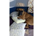 Small #4 Boxer