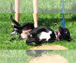 Small #1 Labrador Retriever Mix