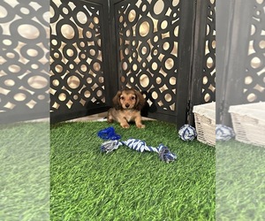Dachshund Puppy for sale in MOUNT VERNON, OH, USA