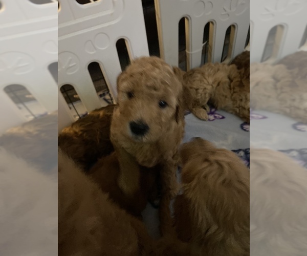 Medium Photo #6 Goldendoodle-Poodle (Miniature) Mix Puppy For Sale in METHUEN, MA, USA