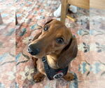 Small #1 Dachshund
