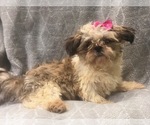 Small Photo #4 Shih Tzu Puppy For Sale in LAKELAND, FL, USA