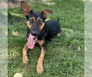 Labrador Retriever-Unknown Mix Dogs for adoption in Conroe, TX, USA