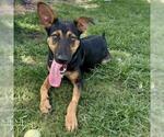 Small Labrador Retriever Mix