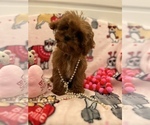 Small #18 Cavapoo