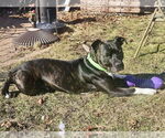 Small #5 American Pit Bull Terrier Mix