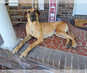 Great Dane Dogs for adoption in Bullard, TX, USA