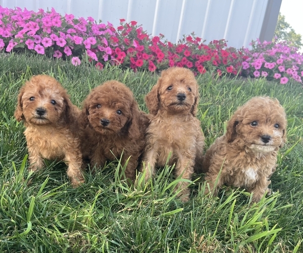 Medium Photo #1 Poodle (Toy) Puppy For Sale in KALONA, IA, USA