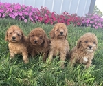Small Poodle (Toy)