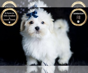 Medium Morkie