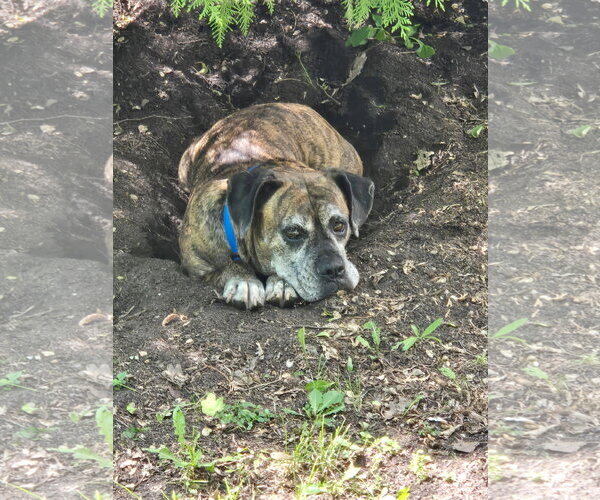 Medium Photo #2 Mutt Puppy For Sale in Woodbury, MN, USA