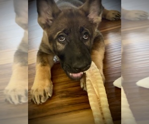 German Shepherd Dog Puppy for sale in OLD MONROE, MO, USA