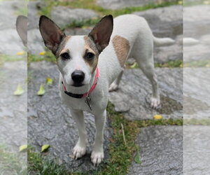 Rat Terrier-Shiba Inu Mix Dogs for adoption in Wakefield, RI, USA
