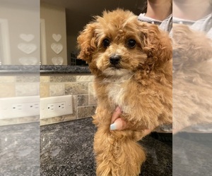 Father of the Poodle (Toy) puppies born on 04/17/2026