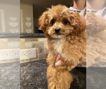 Small Photo #1 Poodle (Toy) Puppy For Sale in MOUNT SOLON, VA, USA