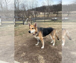 German Shepherd Dog Dogs for adoption in Mt. Airy, MD, USA