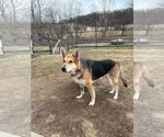 Small German Shepherd Dog