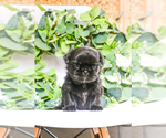 Small Photo #7 Shih Tzu Puppy For Sale in SYRACUSE, IN, USA