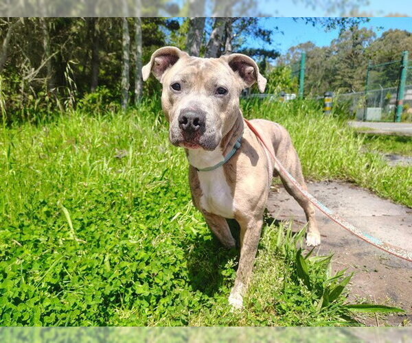 Medium Photo #2 Mutt Puppy For Sale in McKinleyville, CA, USA