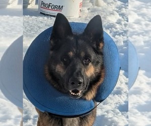 German Shepherd Dog-Unknown Mix Dogs for adoption in Rustburg, VA, USA