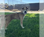 Small #1 American Pit Bull Terrier Mix