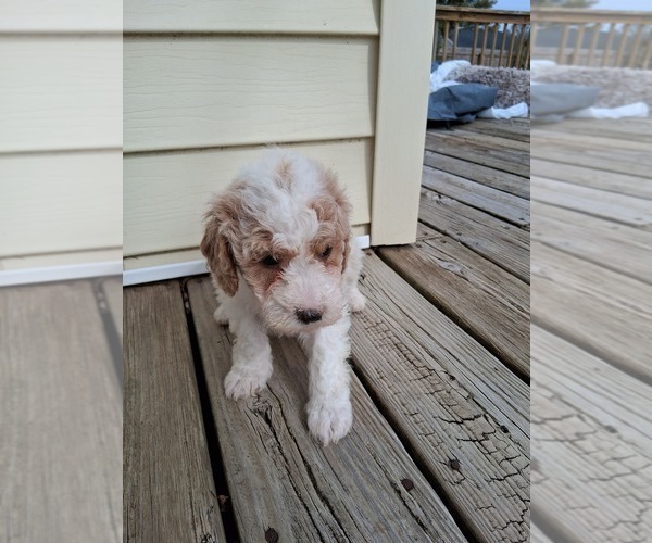 Medium Photo #19 Goldendoodle (Miniature) Puppy For Sale in GASTONIA, NC, USA