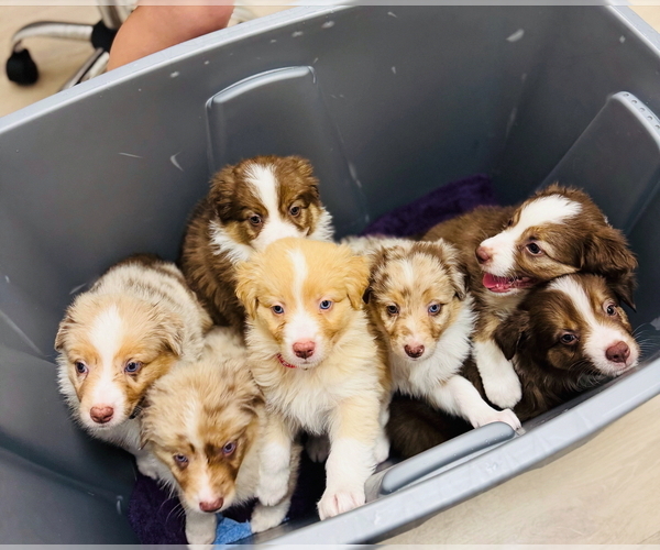 Medium Photo #1 Australian Shepherd Puppy For Sale in LANDRUM, SC, USA