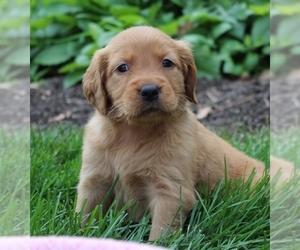 Golden Retriever Puppy for sale in TULSA, OK, USA