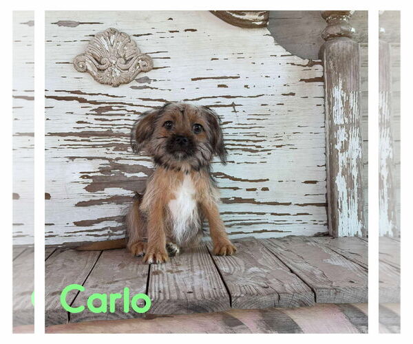 Medium Photo #1 Mutt Puppy For Sale in Boonton, NJ, USA