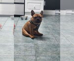 Small #1 French Bulldog
