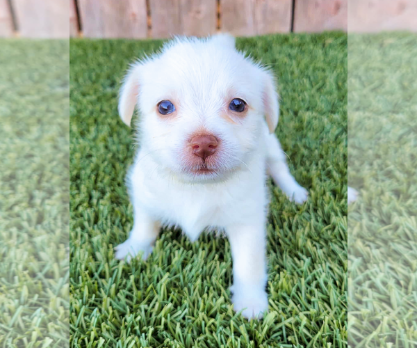Medium Photo #2 Chihuahua-Unknown Mix Puppy For Sale in Corona, CA, USA
