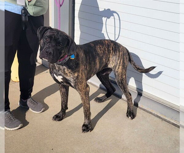 Medium Photo #2 Mastiff-Unknown Mix Puppy For Sale in Louisville, KY, USA
