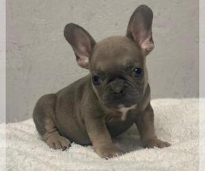 French Bulldog Puppy for sale in CHARLESTON, SC, USA