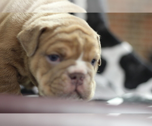 Bulldog Puppy for sale in LUBBOCK, TX, USA