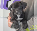 Small #2 Boxer Mix