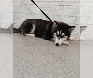 Siberian Husky Dogs for adoption in San Bernardino, CA, USA