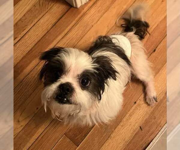 Medium Photo #3 Maltese-Unknown Mix Puppy For Sale in Princeton, MN, USA