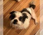 Small #2 Maltese Mix