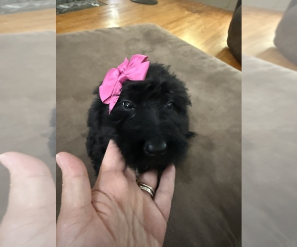 Medium Photo #20 Saint Berdoodle Puppy For Sale in DINWIDDIE, VA, USA