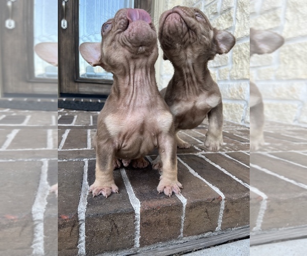 Full screen Photo #15 French Bulldog Puppy For Sale in SAN JOSE, CA, USA
