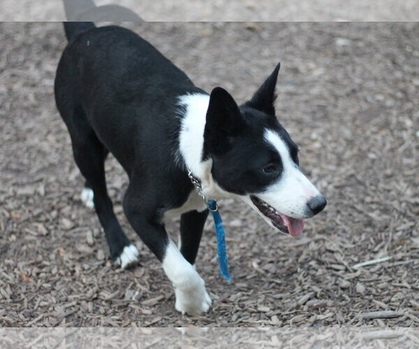 Medium Photo #4 Border Collie-Unknown Mix Puppy For Sale in Paso Robles, CA, USA
