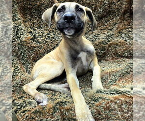 Mastiff-Unknown Mix Dogs for adoption in Long Beach, CA, USA