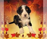 Small Photo #42 Bernedoodle Puppy For Sale in BLACK FOREST, CO, USA