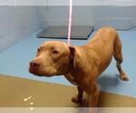 Small American Pit Bull Terrier Mix