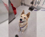 Small Akita Mix
