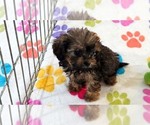 Ginger - Female Cavapoo (Miniature)-Poodle (Toy) Mix Puppy for Sale - Photo #13